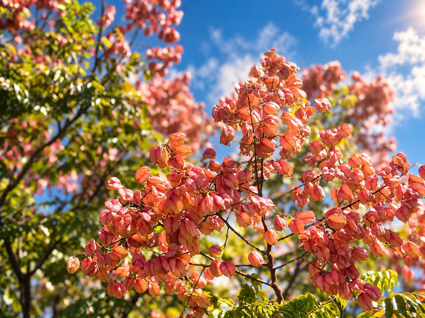 陽光照亮粉橘色的花序，花葉前景清晰，背景是柔焦的藍天與樹影。